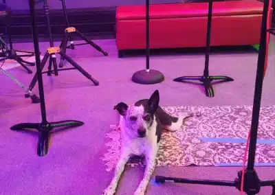core-zero-recording-studio-studio-dog-indigo