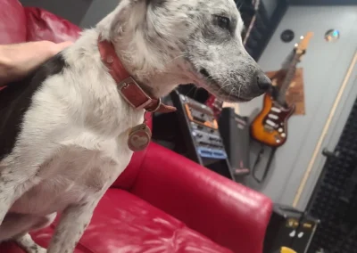 core-zero-recording-studio-dog indigo reviewing mixes