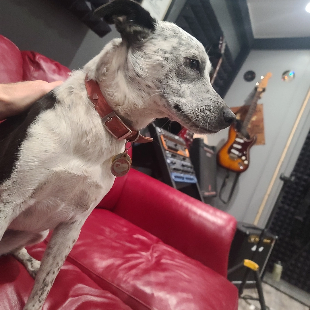 Studio dog indigo reviewing mixes