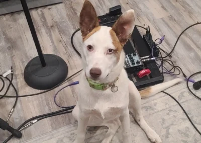 core-zero-recording-studio-dog-juniper